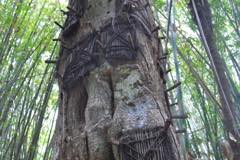 gallery/kambira_village/baby-grave-kambira-toraja-03.jpg