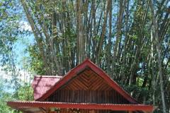 gallery/kambira_village/baby-grave-kambira-toraja-18.jpg