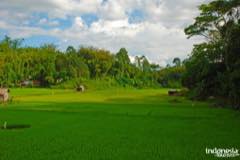 gallery/lemo/lemo-tomb-stone-toraja-08.jpg